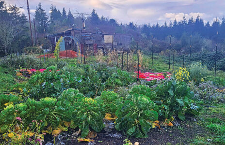 Year-Round Vegetable Gardening Image